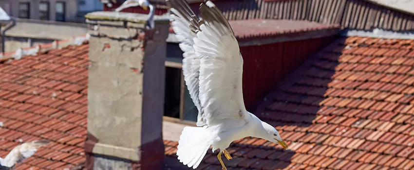 Residential Chimney Animal Removal Solution in Danbury, CT